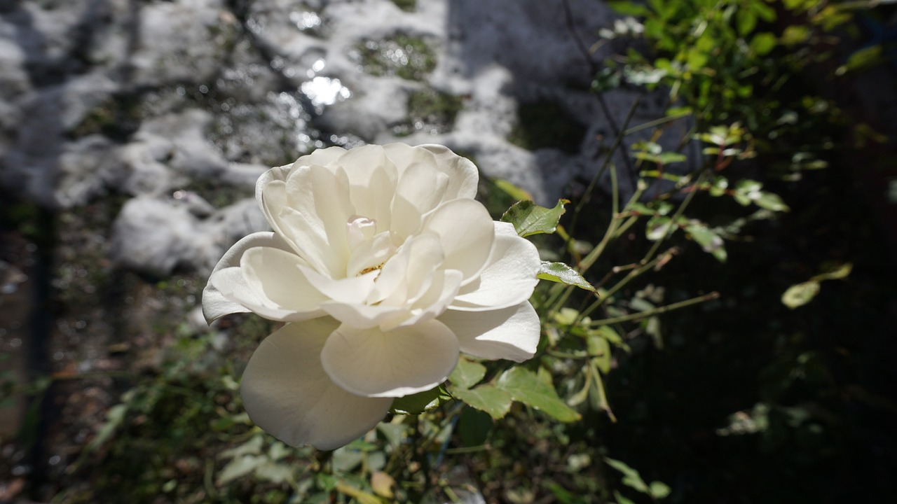 White Rpse White Rose Wedding - Free photo on Pixabay