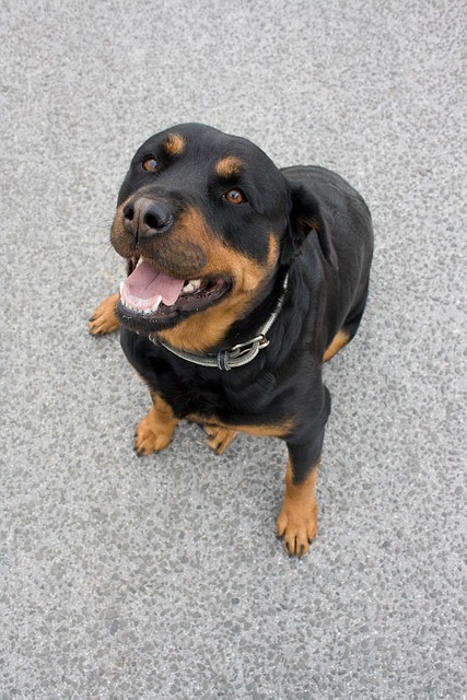Free Dog Bark photo and picture