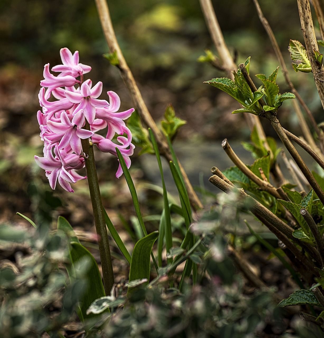 fleurs-le-printemps-fleur-photo-gratuite-sur-pixabay-pixabay