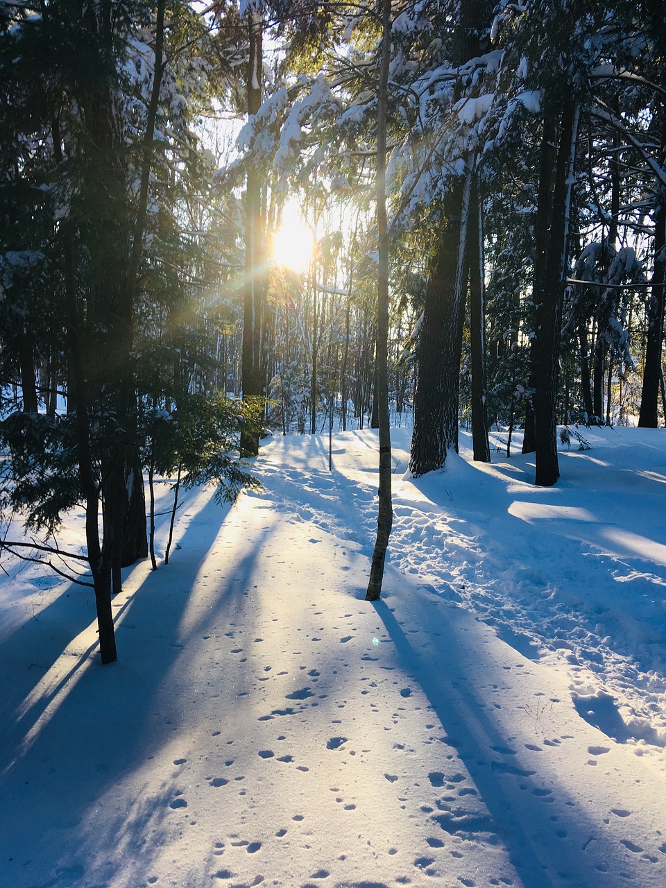 winter-quebec-sun-free-photo-on-pixabay-pixabay