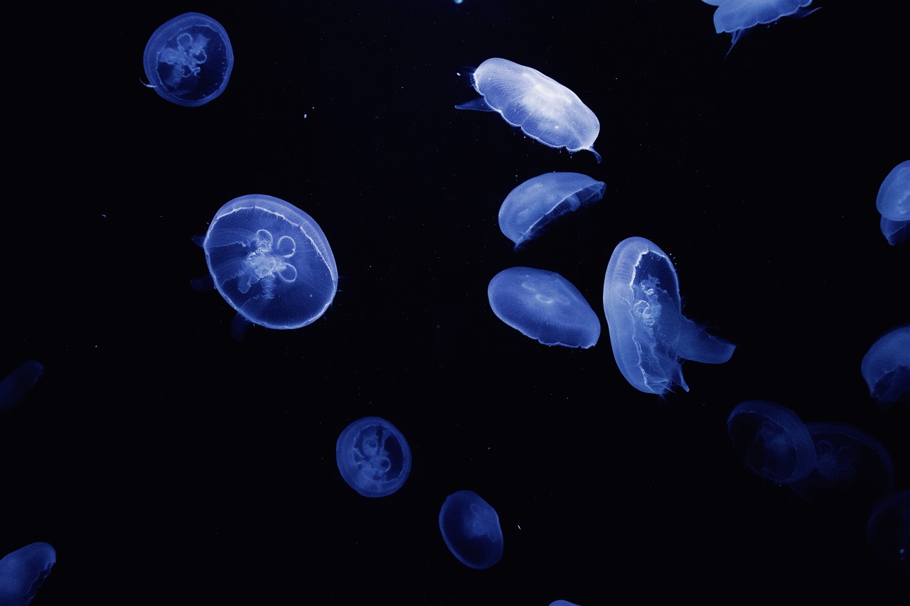 Jellyfish - free online jigsaw puzzle photo