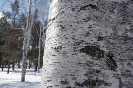 3+ Free 北海道 白樺 & Birch Images - Pixabay