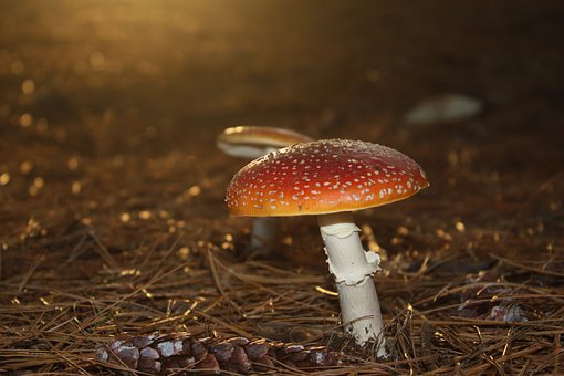Agárico Mosca Vermelha, Cogumelo