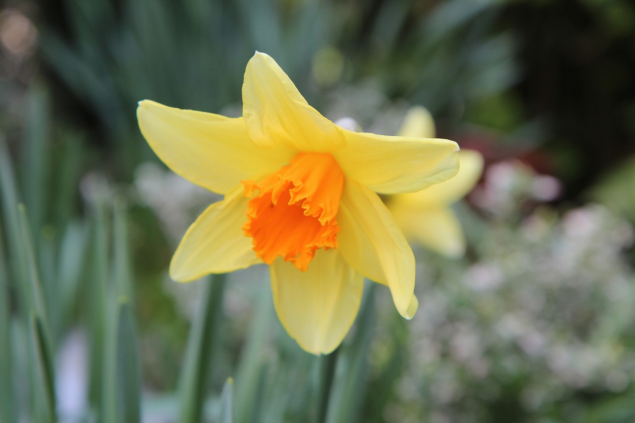 narcissus, flowering, spring, nature, daffodil, bulb, fulfillment