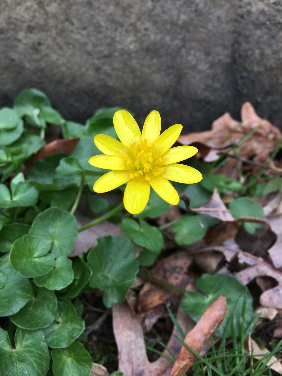 Buttercup Wildflowers Yellow Free photo on Pixabay