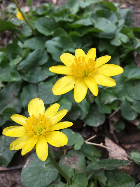 Free Buttercup Wildflowers photo and picture