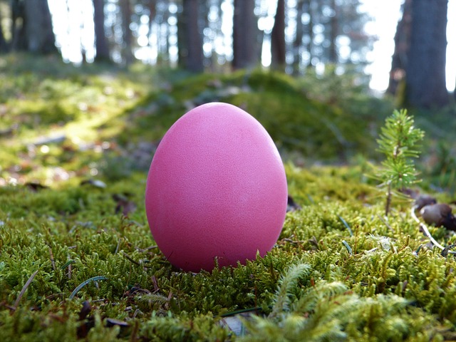 forest, easter egg, egg, moss, close up, easter, easter festival, nature, tradition, easter card, easter greetings, greeting card, easter theme, colored, spring, easter nest, naturally, egg hunt, looking for, children, walk, regional customs, easter egg, easter egg, easter egg, easter egg, egg, egg, egg, egg, egg, egg hunt, egg hunt, egg hunt, egg hunt