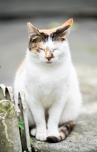 Gatos, Gato, Gato Dormindo