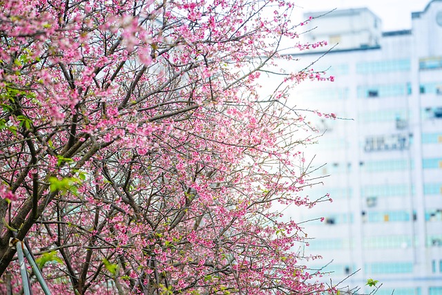 Sakura, Flor De Cerejeira, Festival