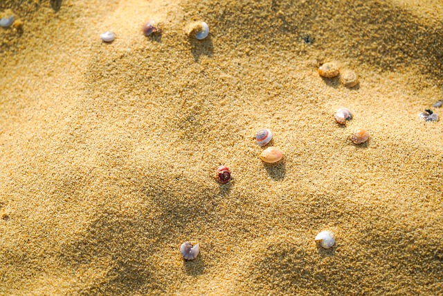 Areia, Conchas, Sol, De Volta À Terra