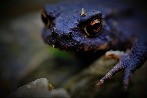 Chernobyl Black Frogs Reveal Evolution In Action WDiarium