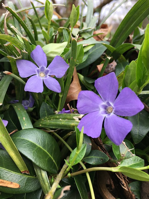 Free Periwinkle Vine photo and picture