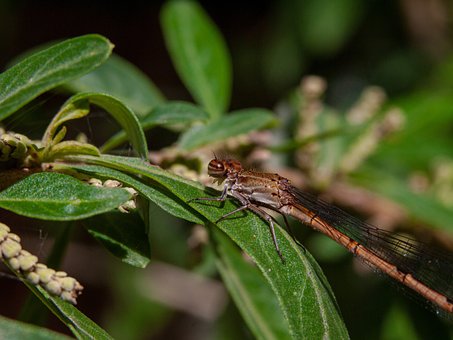 Libelle, Insekt, Makro, Natur, Biologie