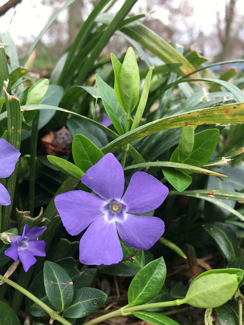 Free Periwinkle Flower Wallpaper photo and picture