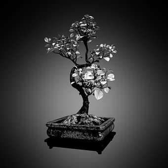 Baum, Bonsai, B W, Natur, Topf, Japan