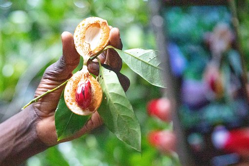 Free Hand Fruit photo and picture