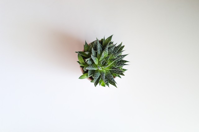 Free Cactus Plant photo and picture