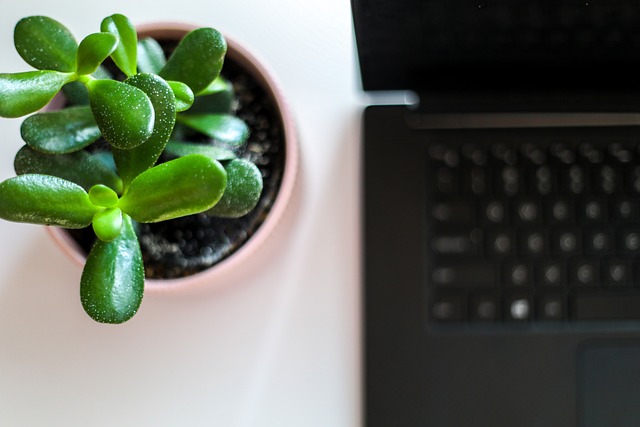 laptop, plant, desk, notebook, tech, computer, table, office, work, programmer, nature, business, coffee, website, technology, pen, creative, life, paper, placeholder, succulent, cactus, green, botanical, leaves, home