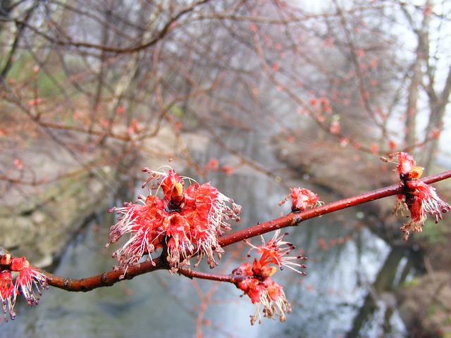 Free Spring Tree Flower photo and picture