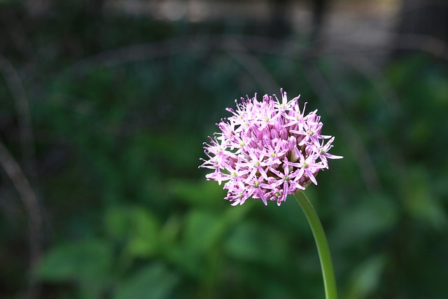 Free Pink Flower photo and picture