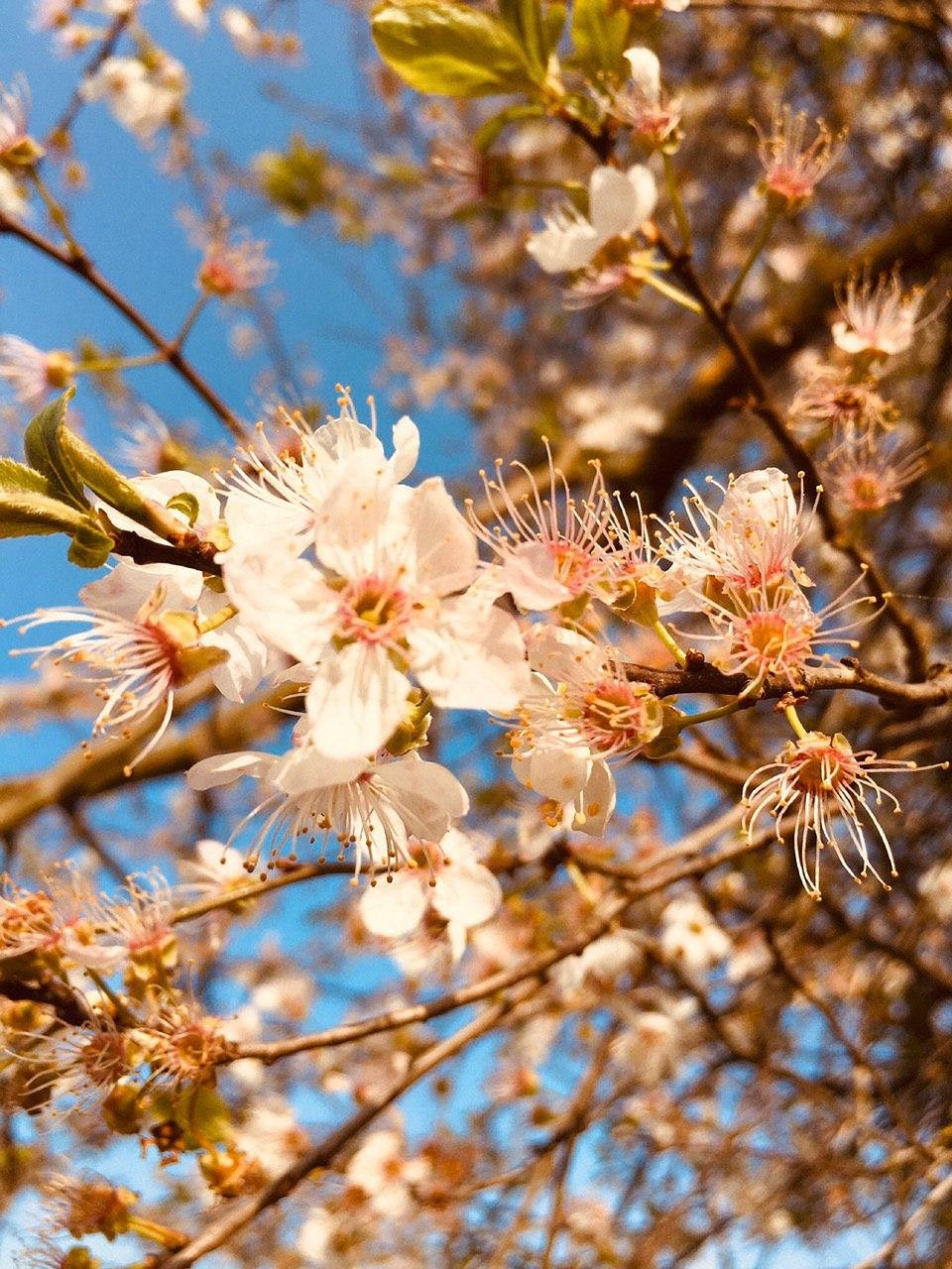 自然 多彩多姿的 花园里的春天 - Pixabay上的免费照片 - Pixabay