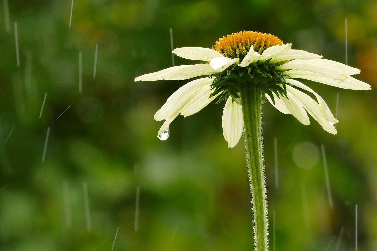 雨 花 自然 - Pixabay上的免费照片 - Pixabay