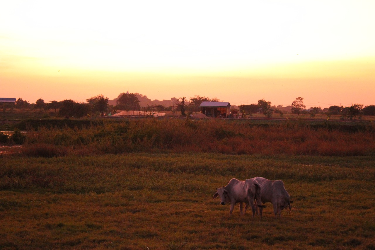 Cow - free online jigsaw puzzle photo