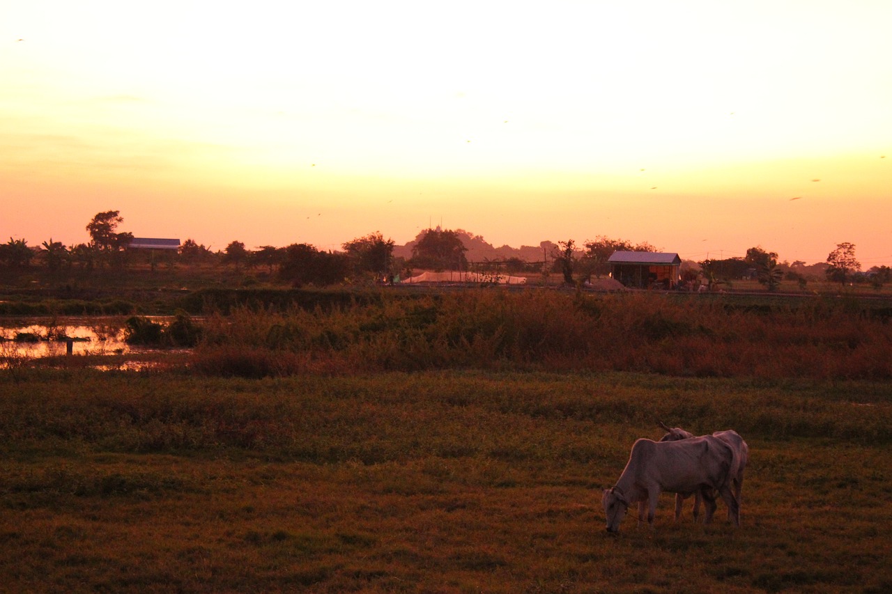 Cow - free online jigsaw puzzle photo