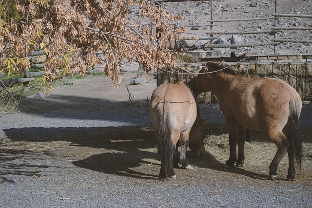 Free Horses Animals photo and picture