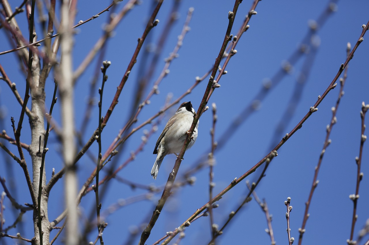 Oiseau Chanteur Petit Le - Photo gratuite sur Pixabay - Pixabay