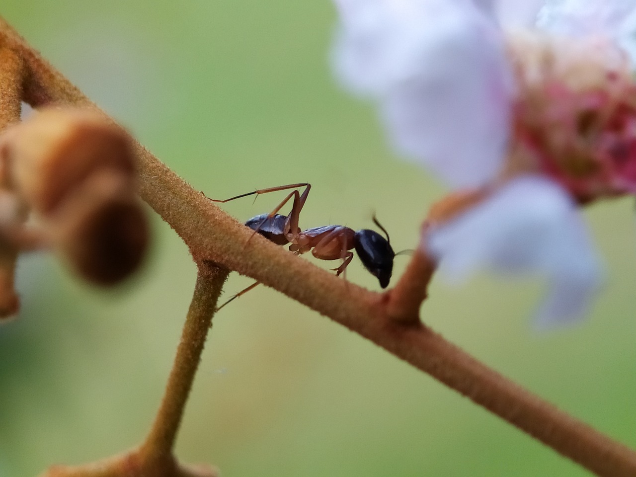 Ant Flower Macro Free photo on Pixabay Pixabay