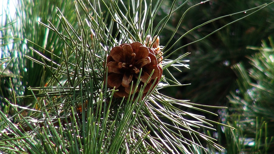 白皮松 Pine Tower Pinienkerne - Kostenloses Foto auf Pixabay - Pixabay