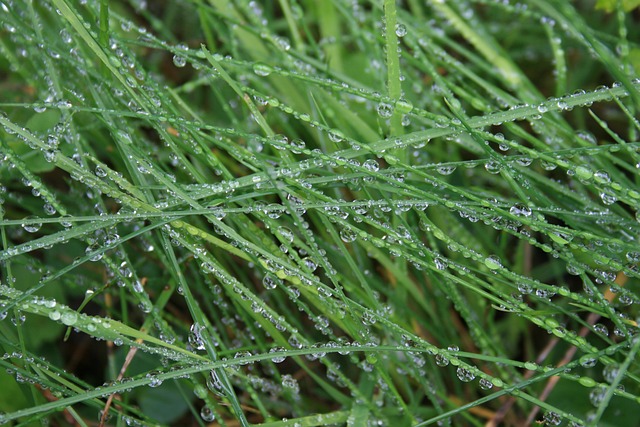 Free Green Grass photo and picture
