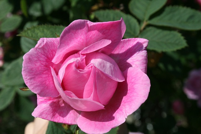 Free Pink Rose Flower photo and picture