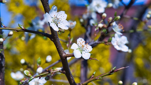 Free Spring Landscape photo and picture