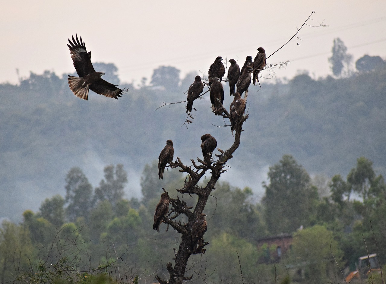 Kite Bird Raptor - Free photo on Pixabay