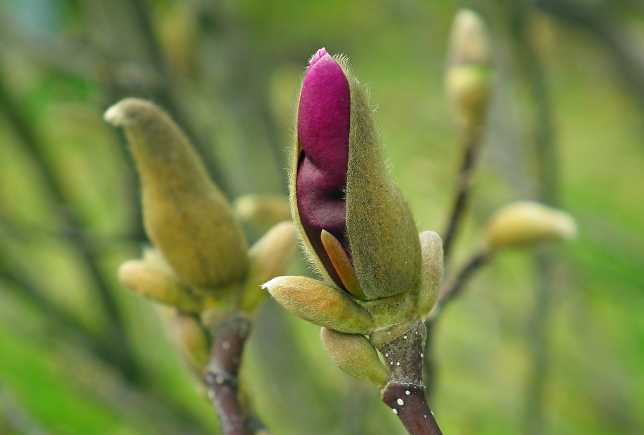 Magnolia Flowers Pitch Free photo on Pixabay Pixabay