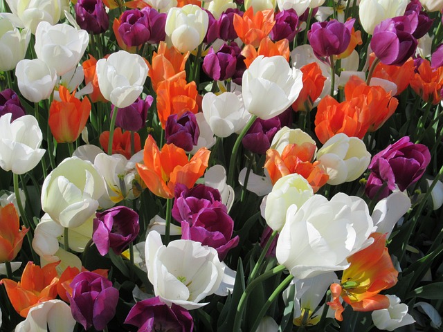 Free Tulips Large Bed Of Tulips photo and picture