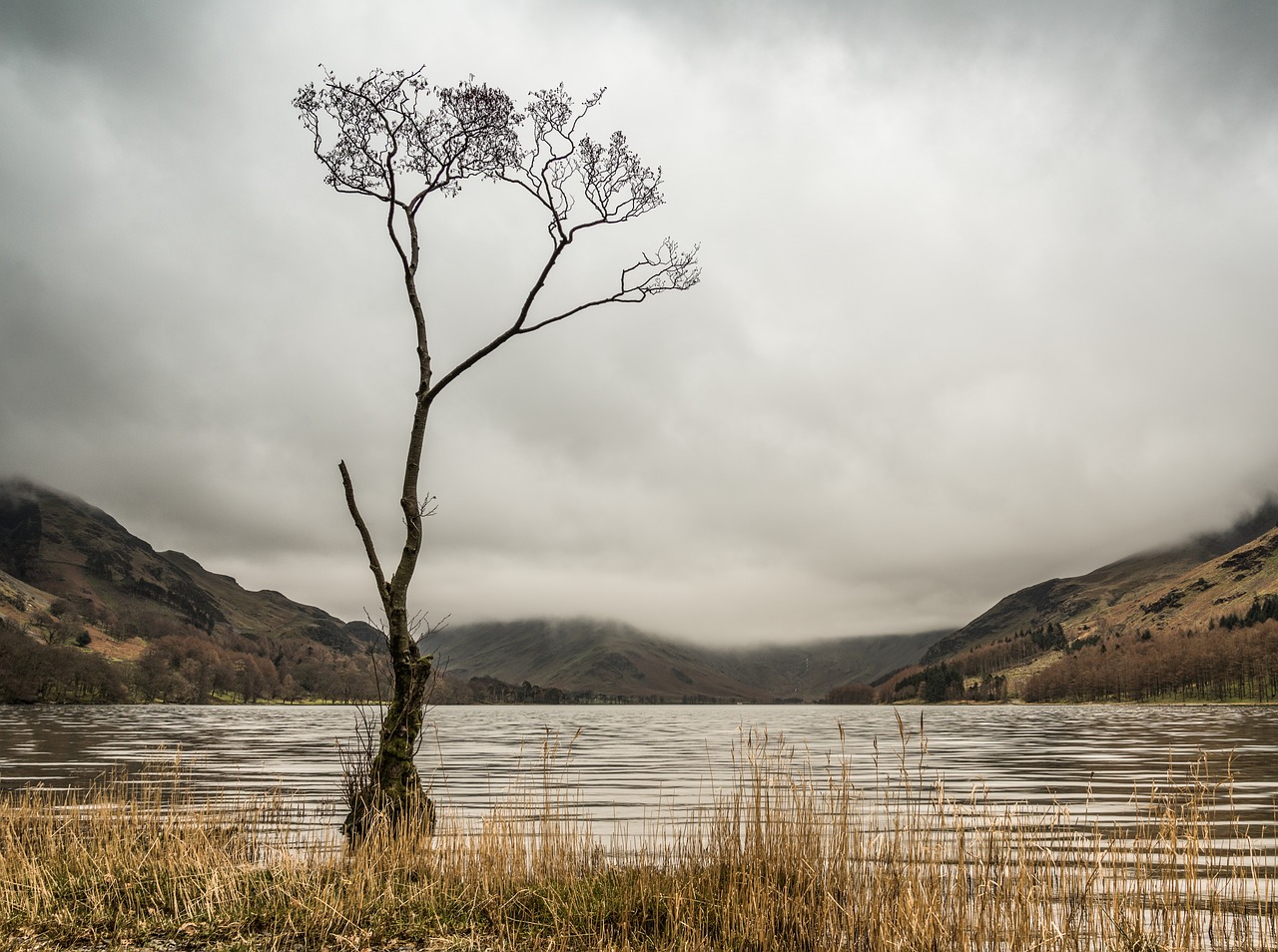 Buttermere Tree Solitary - Free photo on Pixabay - Pixabay