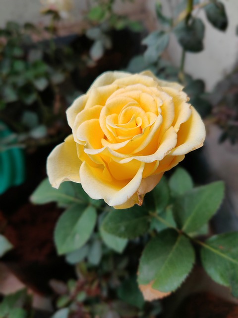 Free Rose Yellow photo and picture