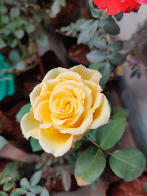 Free Rose Rose Flower photo and picture