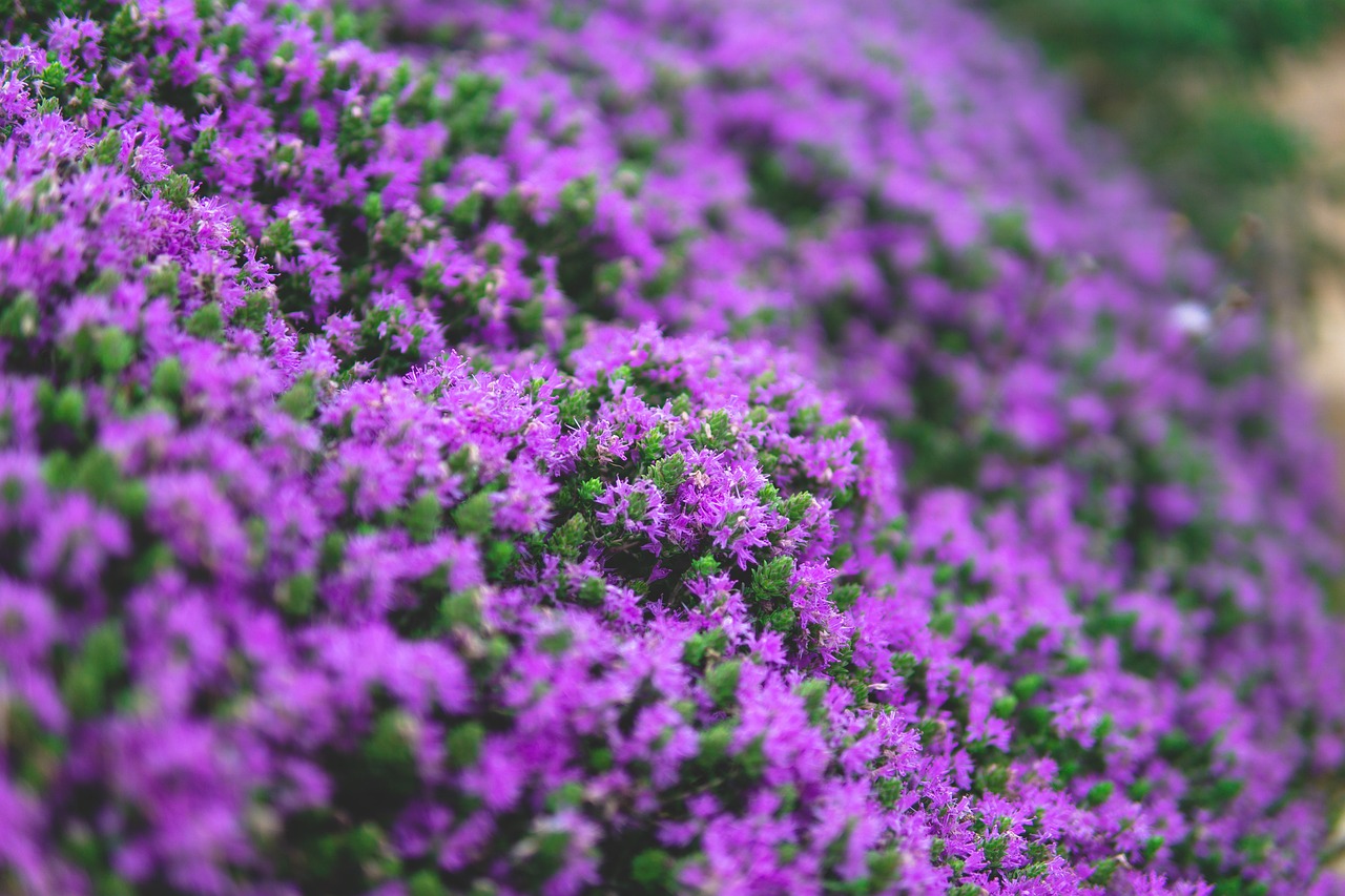 Plants Nature Spring Free photo on Pixabay Pixabay