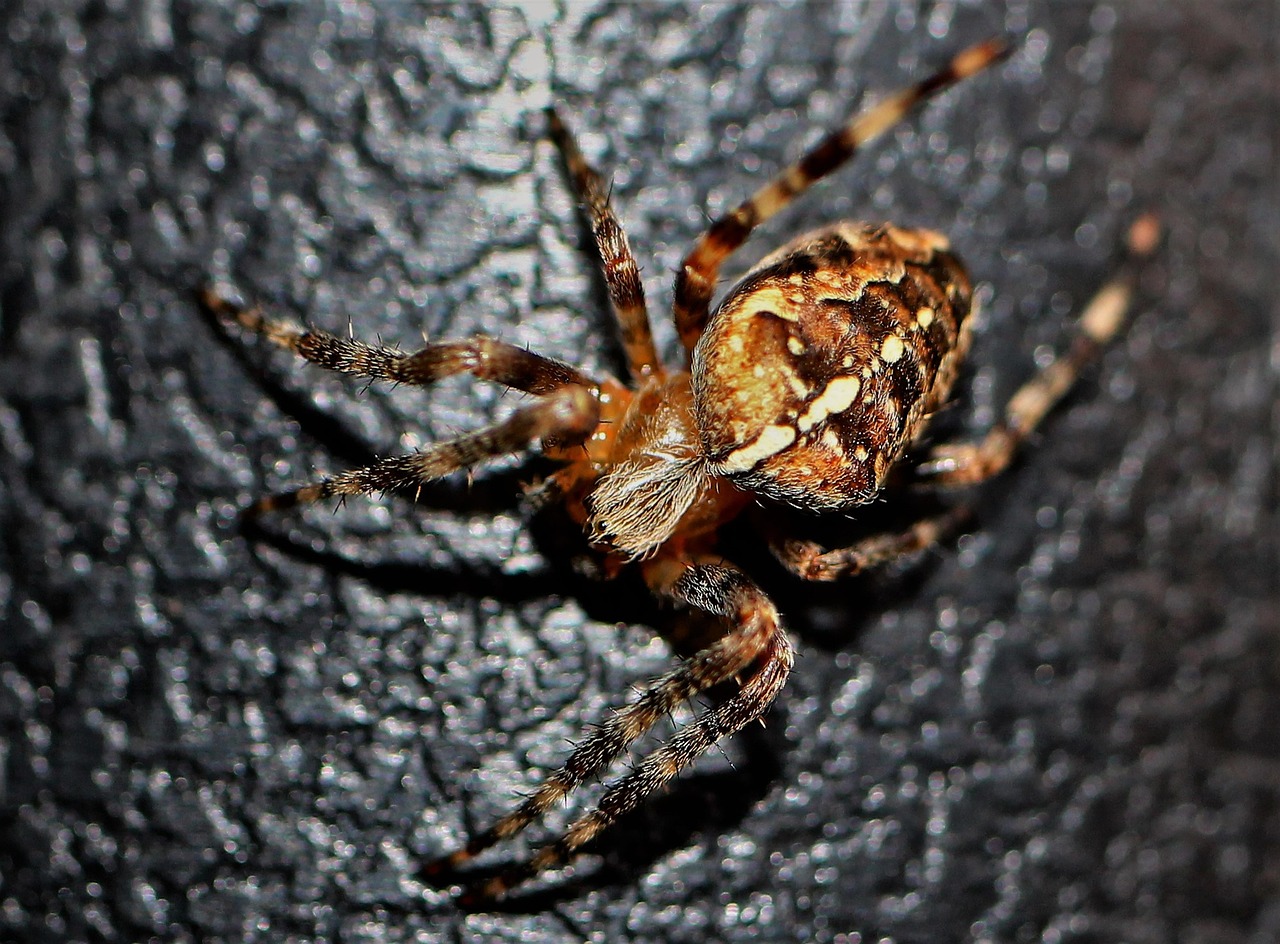 Spinder Croos Spider Cross Araneus - Free photo on Pixabay - Pixabay