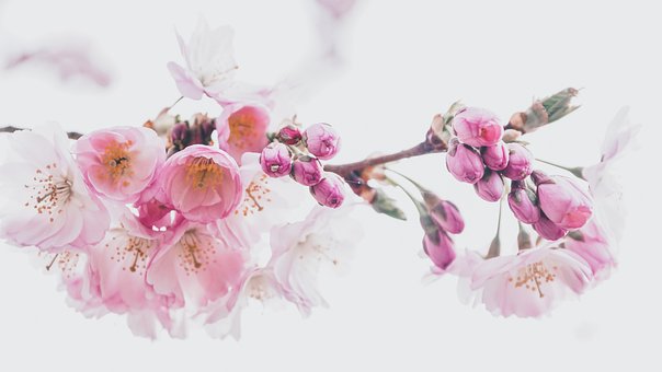 Cherry Blossoms, Petals, Nature, Tree