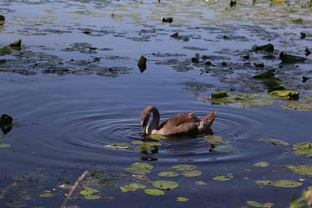 Free Duck Lake photo and picture