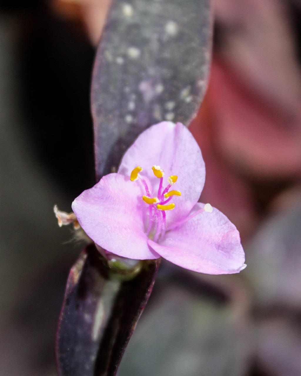 Fleur Color Fleur Nature Coloré - Photo gratuite sur Pixabay - Pixabay