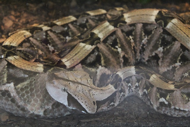 Free Zoo Snake photo and picture