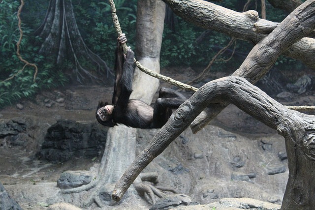Free Bonobo Ape photo and picture