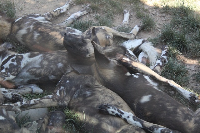 Free African Dogs Dogs photo and picture