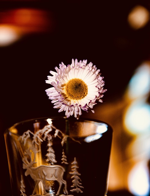 Free Flowers Roses photo and picture